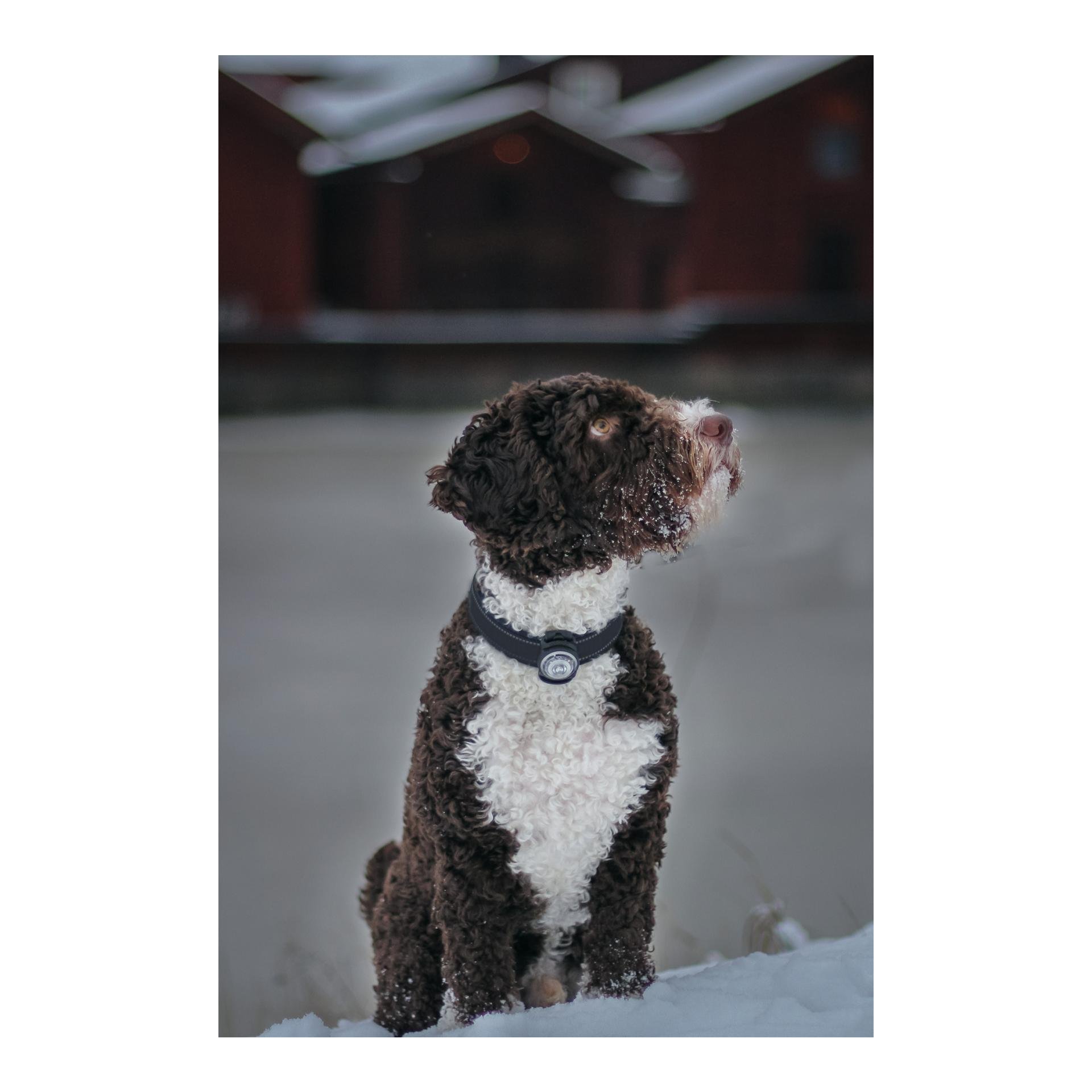 Safety Light Orbiloc Dog Dual - weiss