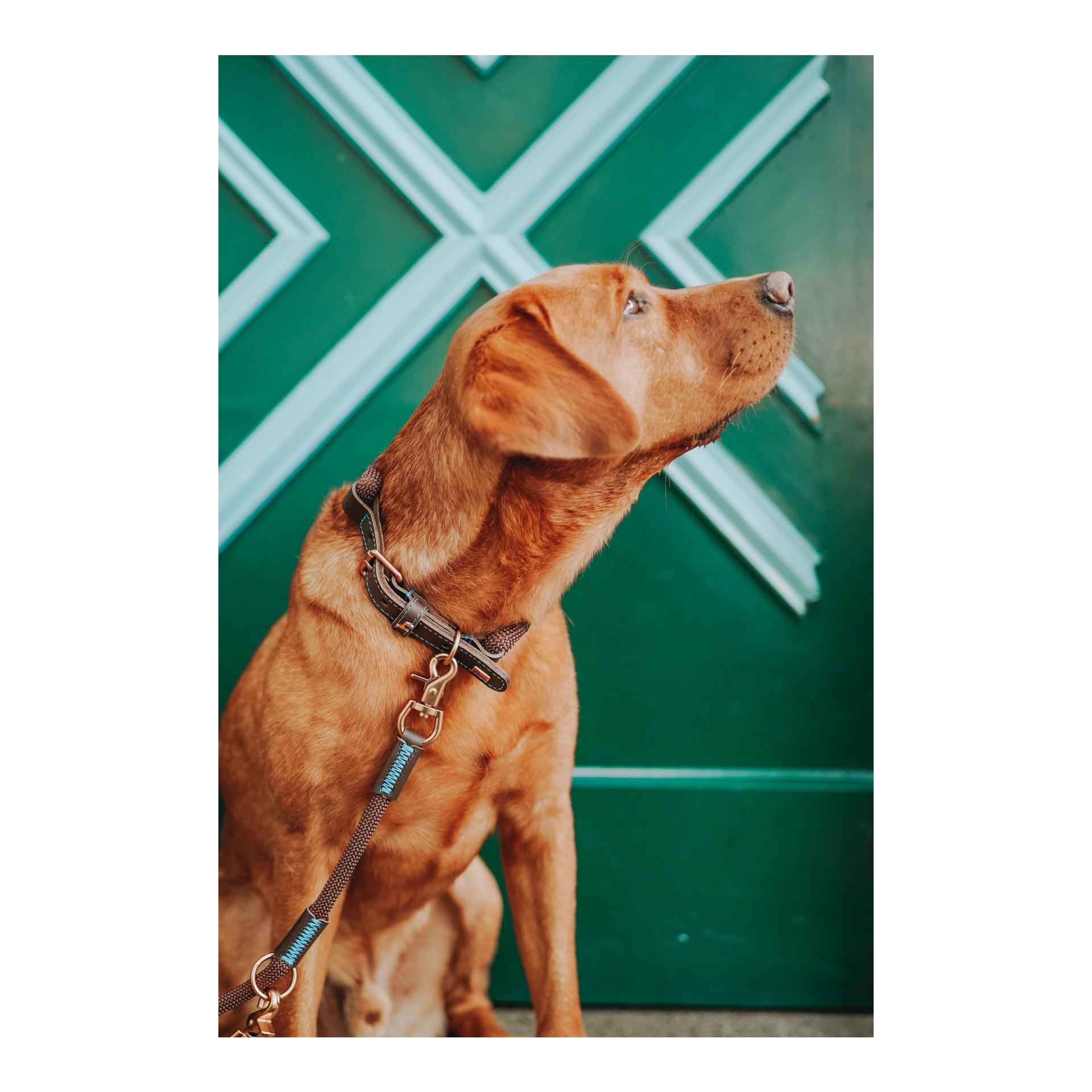 Verstellbare Leine Malia