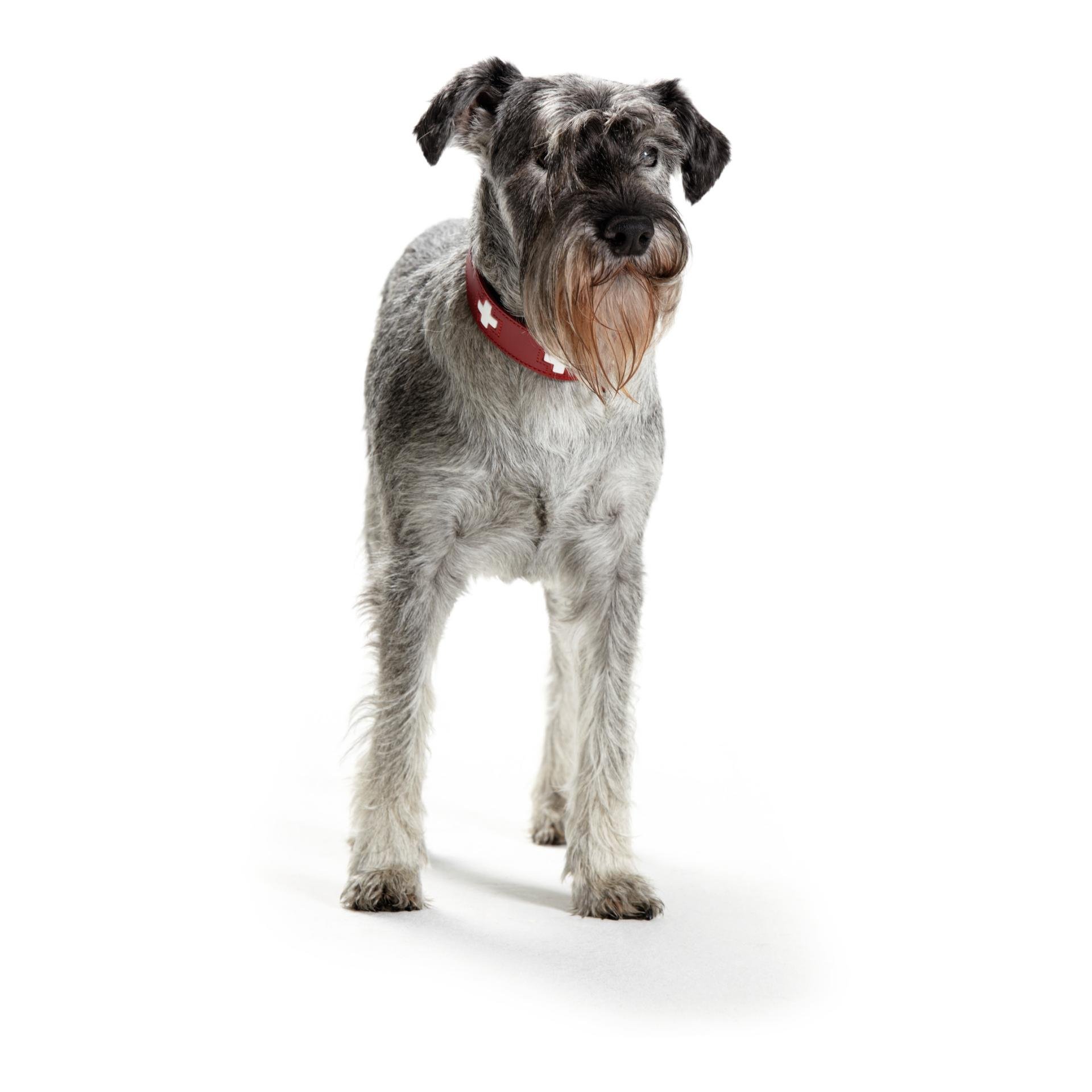 Halsband Swiss Echtleder - rot