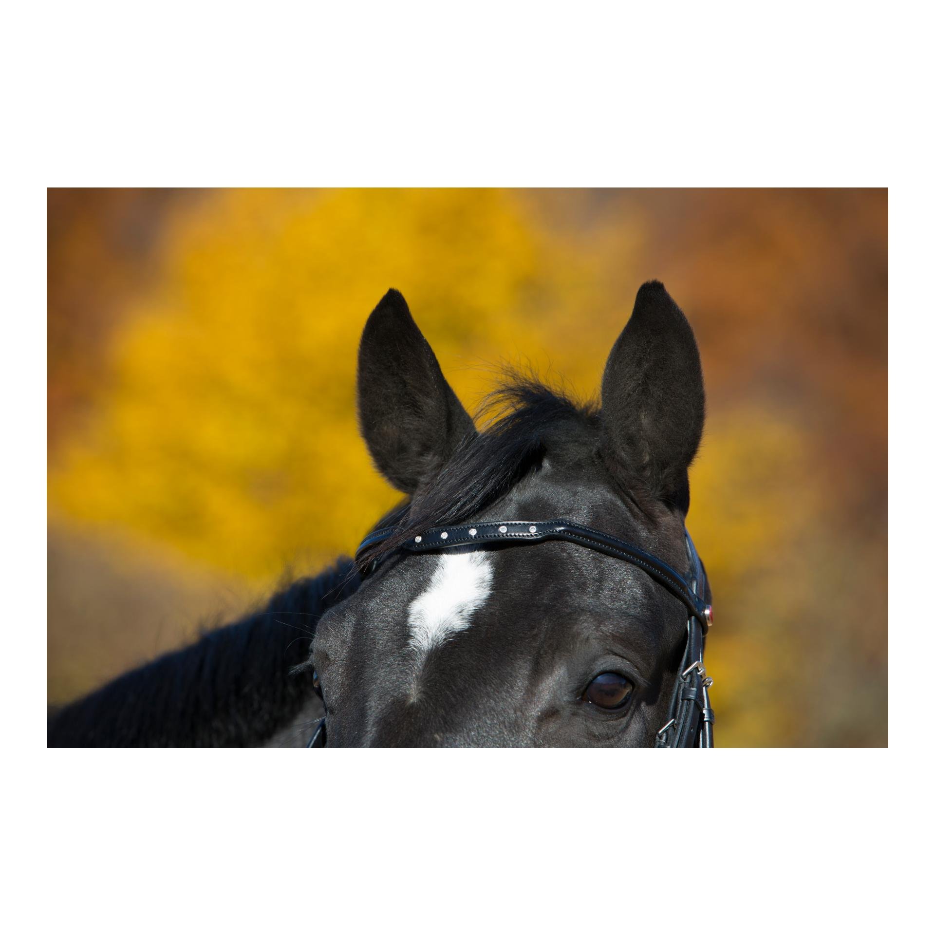 Black Friday !! Bride Melina - noir