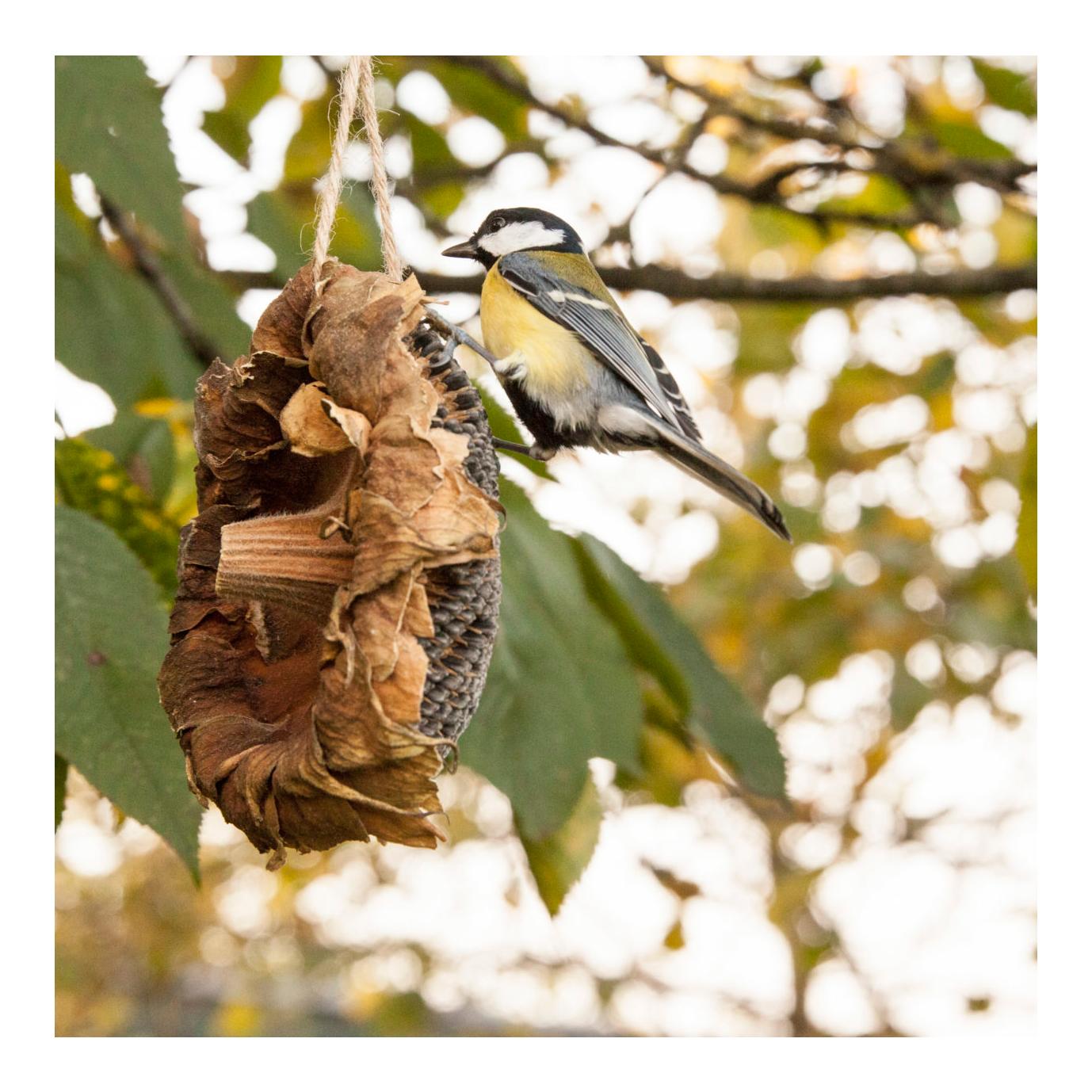 Getrocknete Sonnenblume