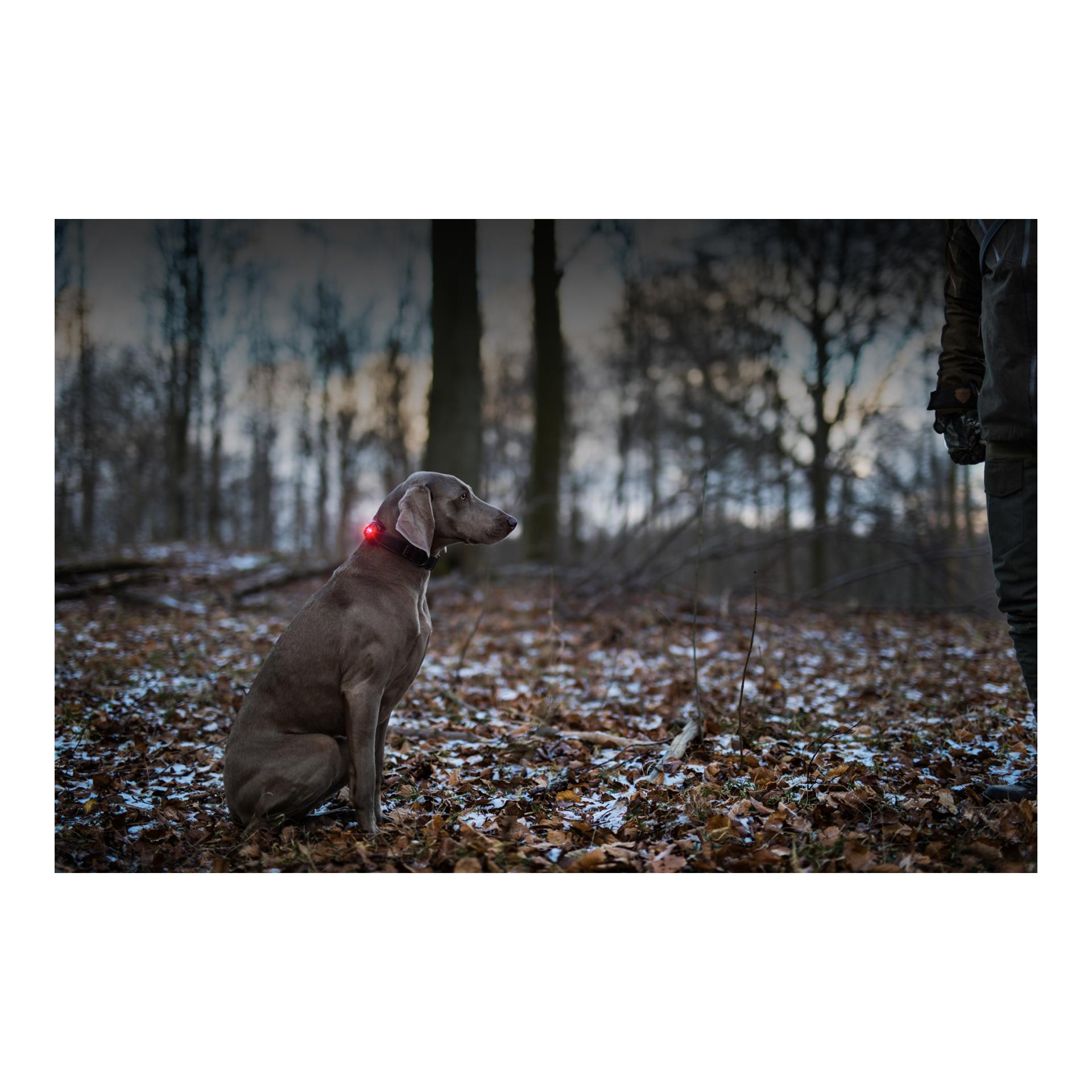 Safety Light Orbiloc Dog Dual - rot