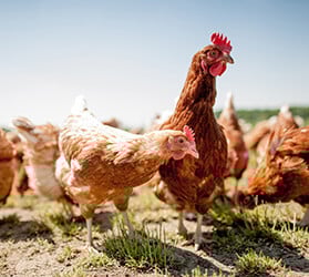 Huehner-Enten-Wachteln