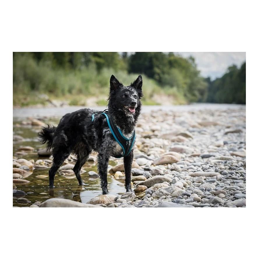 Dogs Fun Run Hundegeschirr