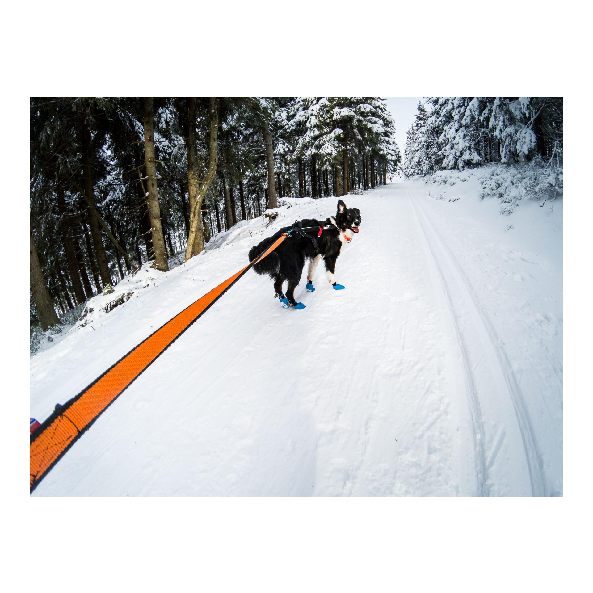 Joggingleine Bungee Leash