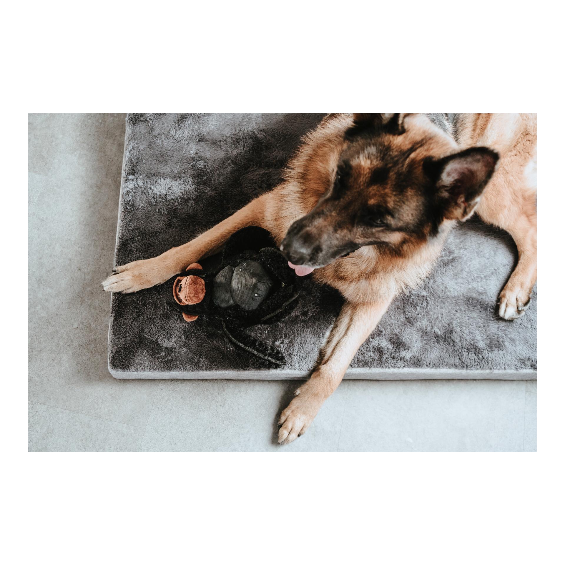 Jouet pour chien Tough Kamerun