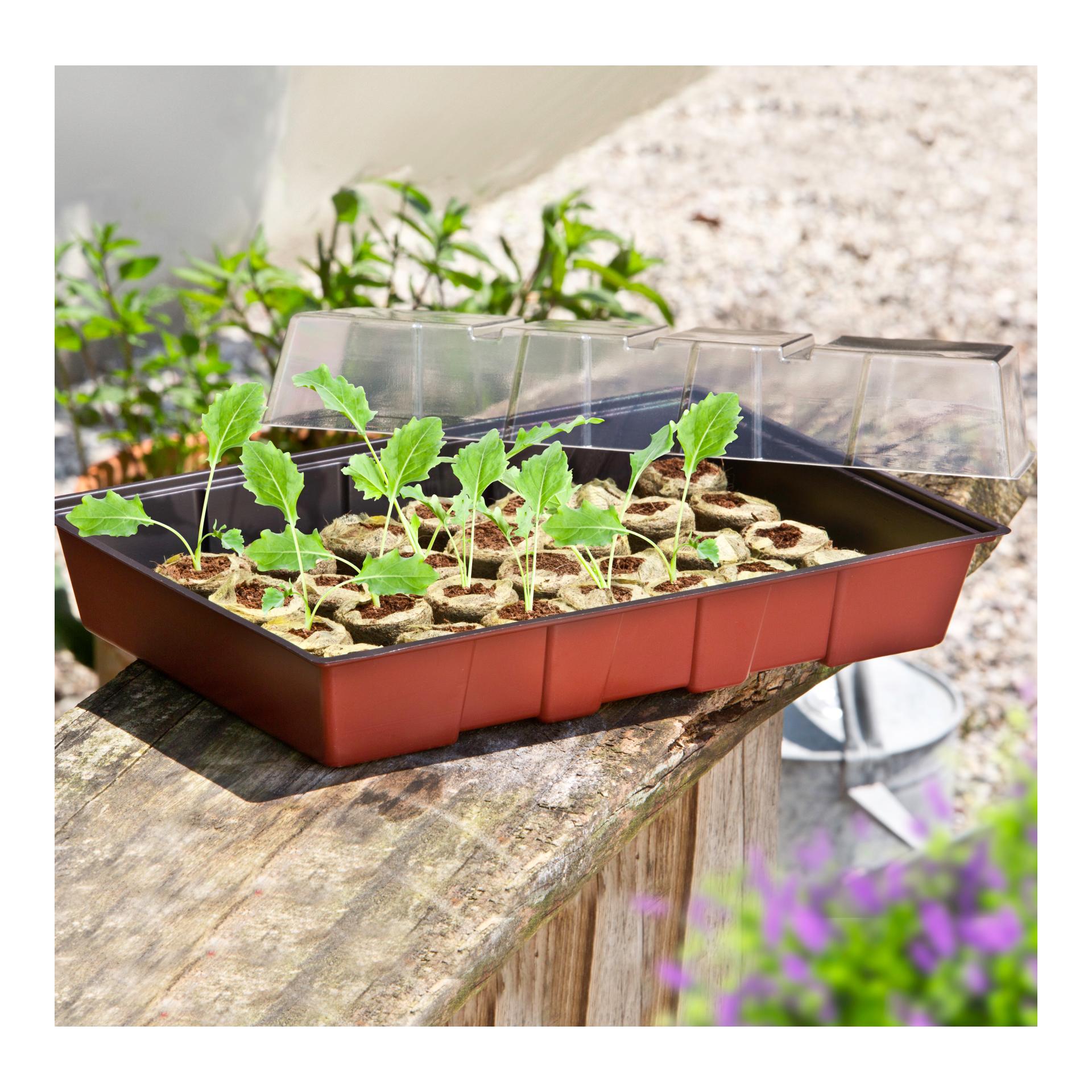 Fensterbank - Treibhaus mit Quelltabs