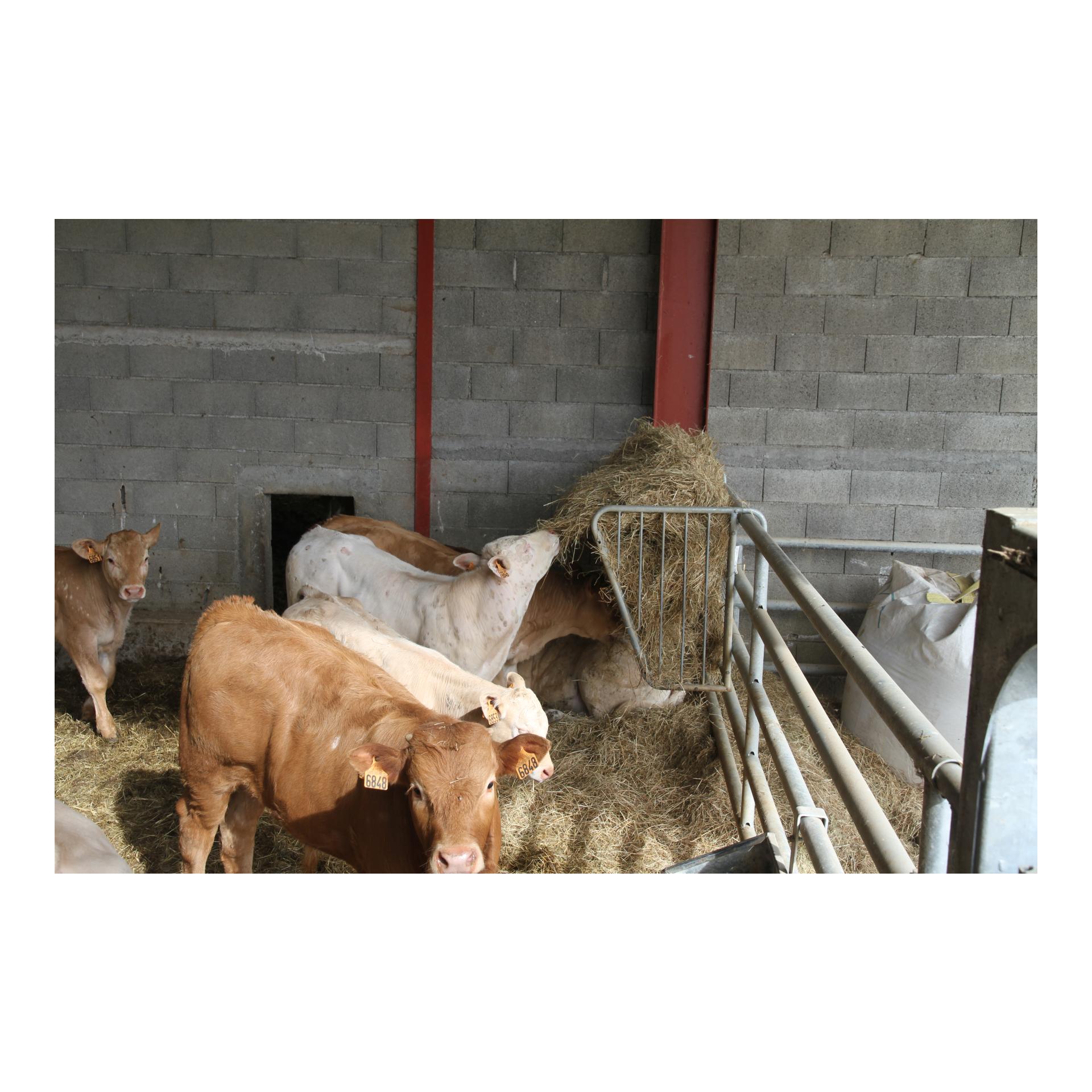 Futterraufe zum Einhängen