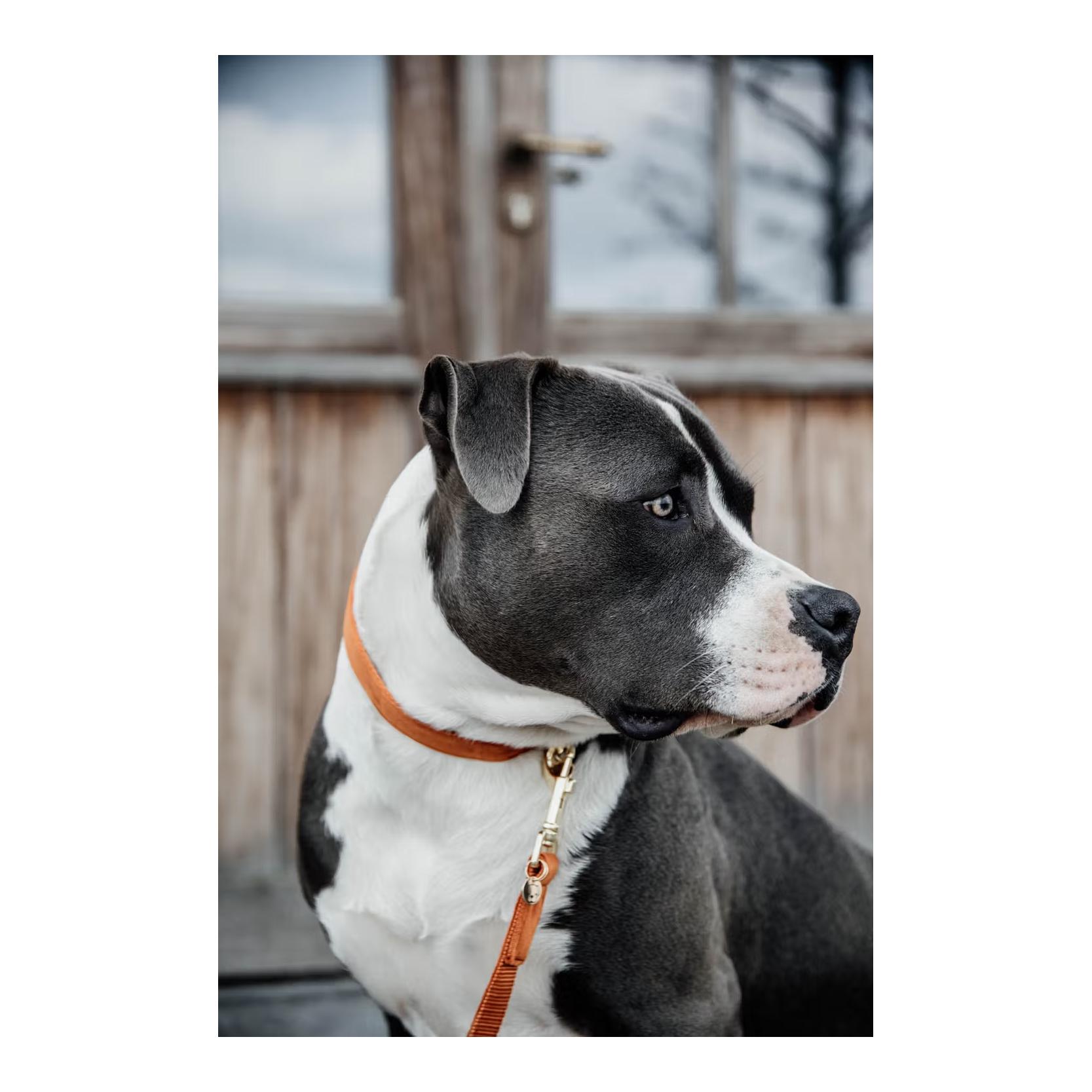 Collier de chien en velours