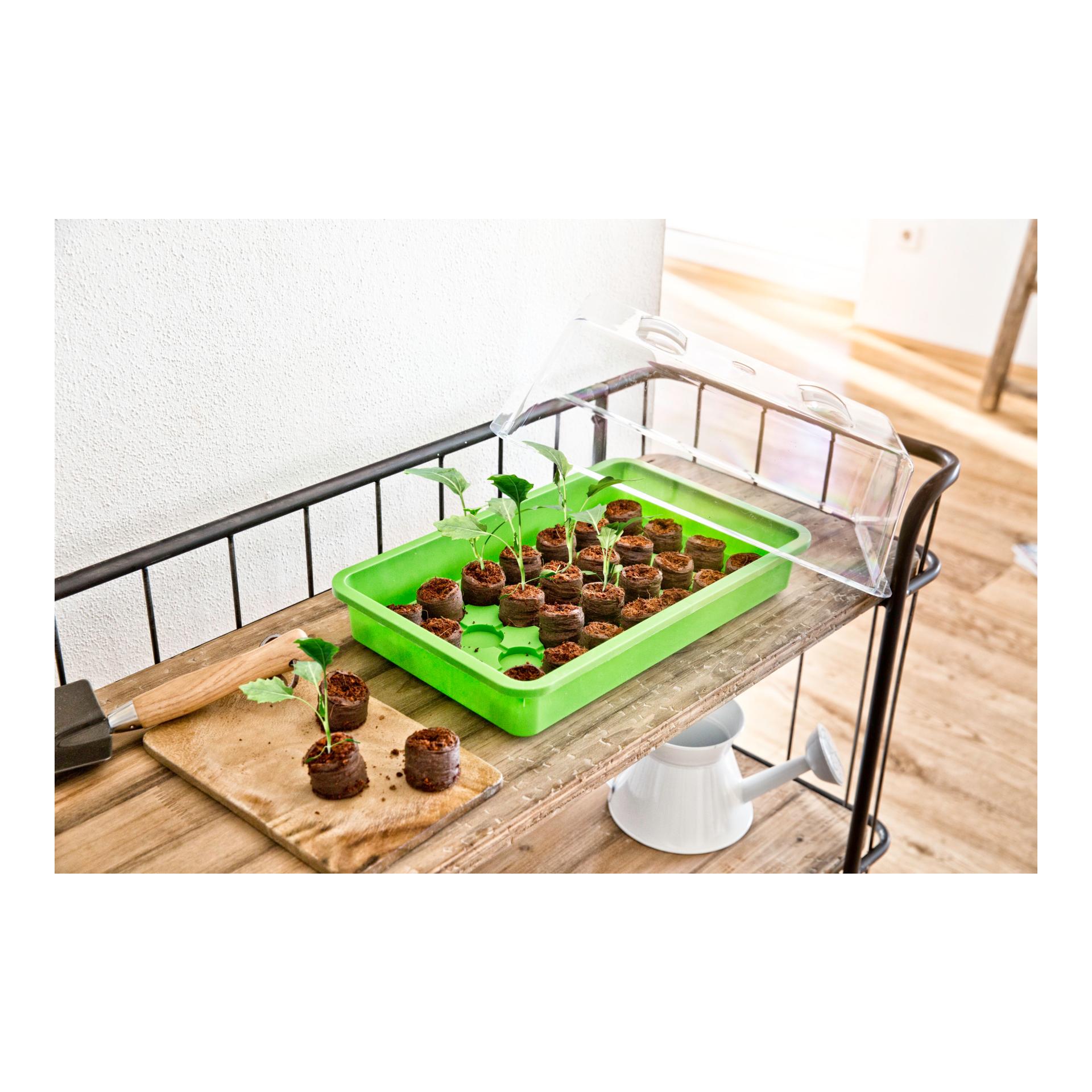 Aussaat - Schale - grün