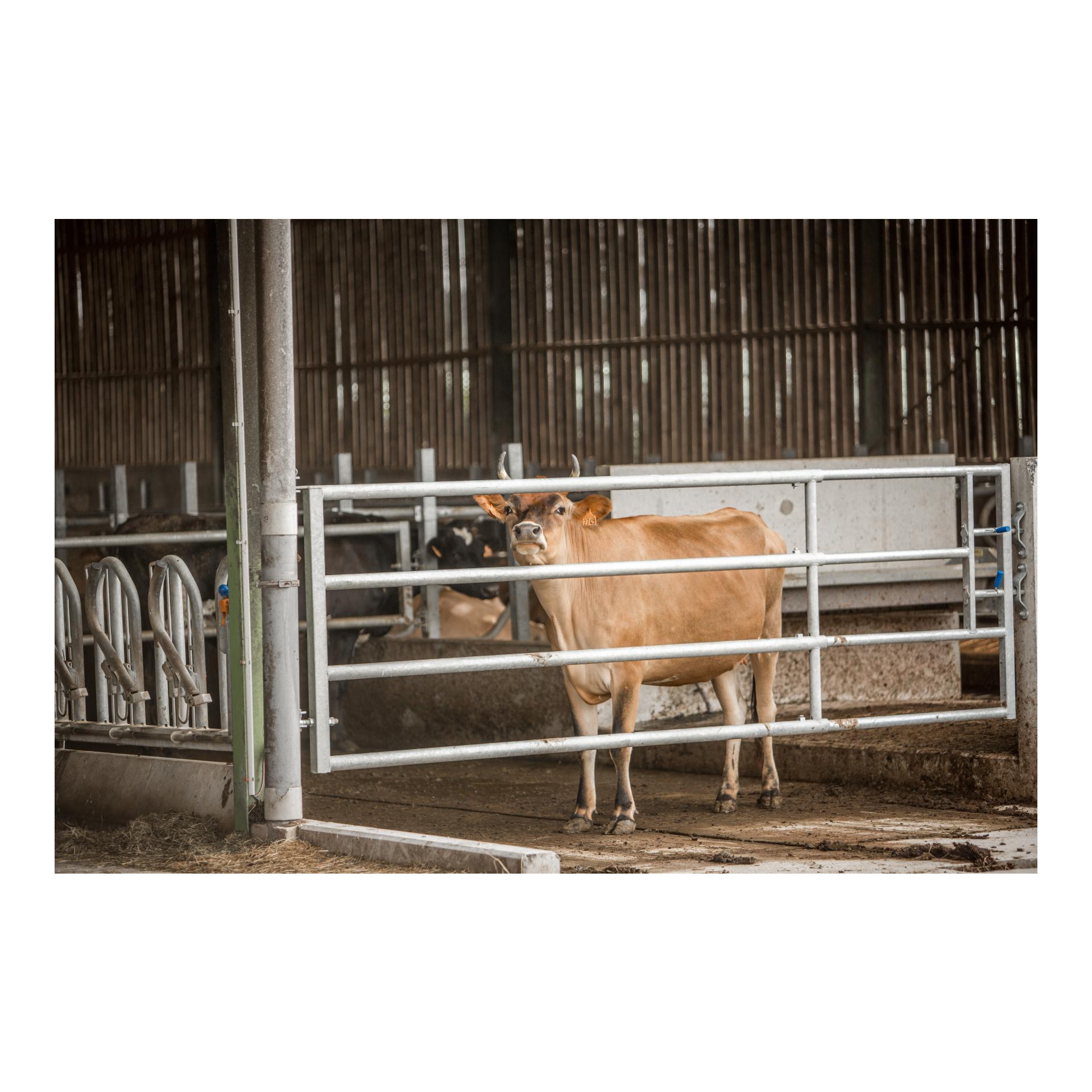 Tor LV4 - verstellbar