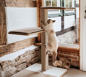 HP-Heimtier-225x225-Kratzbaum