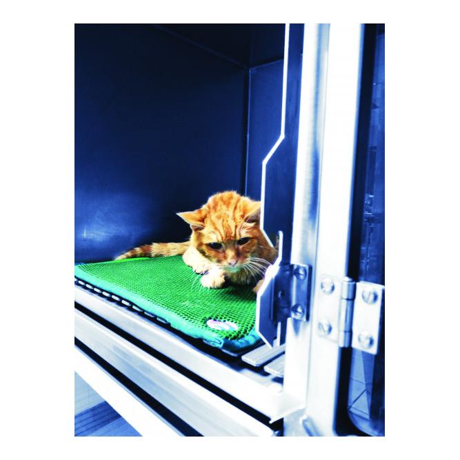 Krankenhausmatte Cosypad, Grün 