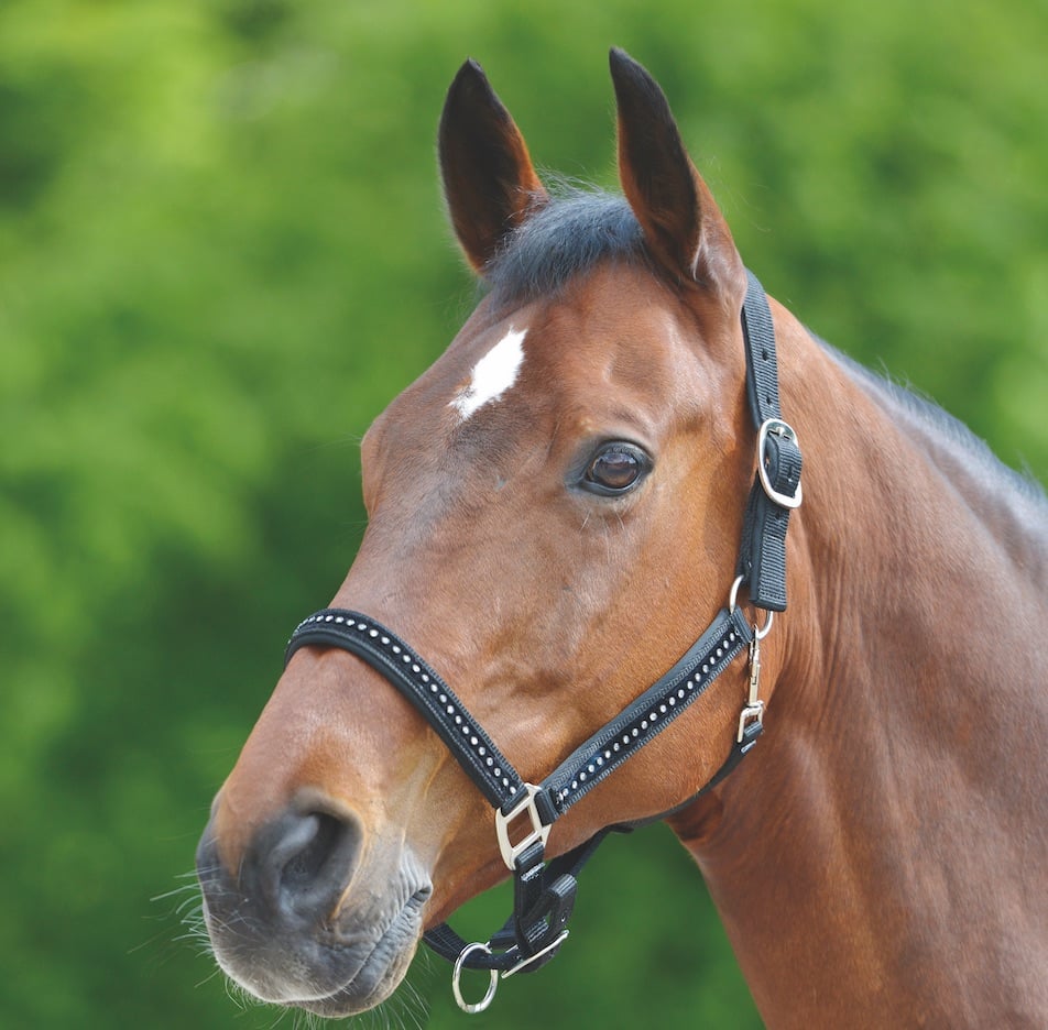 Image of Waldhausen Halfter Crystal - schwarz bei Hauptner.ch