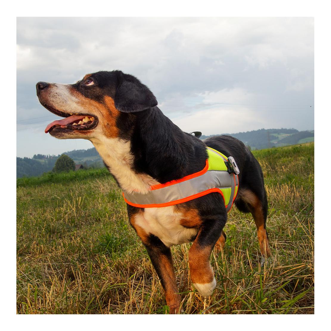 Hundeleuchtdecke Balou Profi  mit Led Lampen