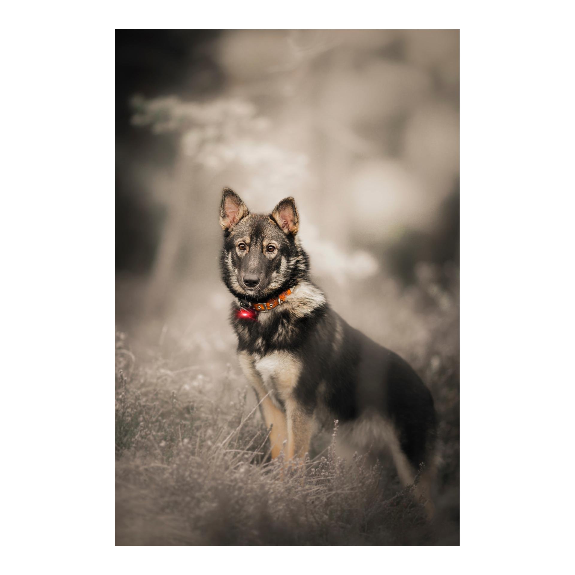 Safety Light Orbiloc Dog Dual - rot