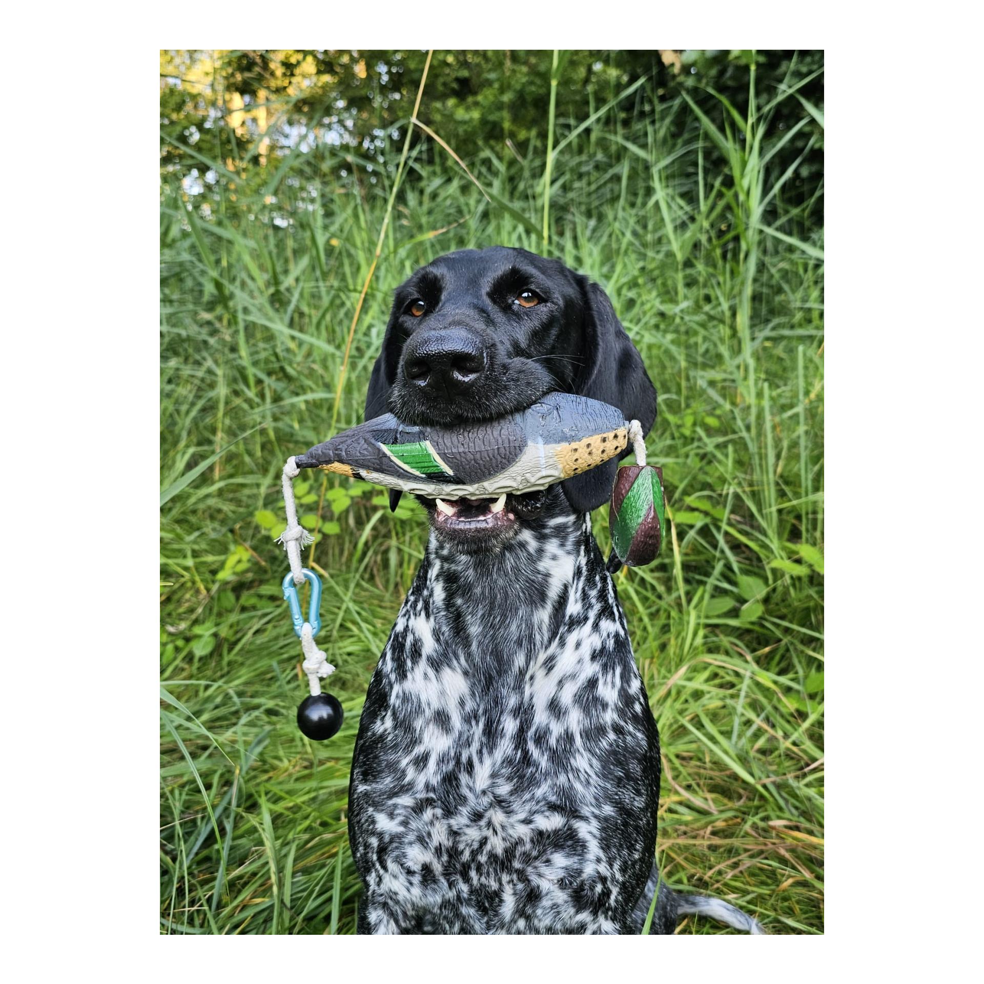 Apportierdummy Krickente