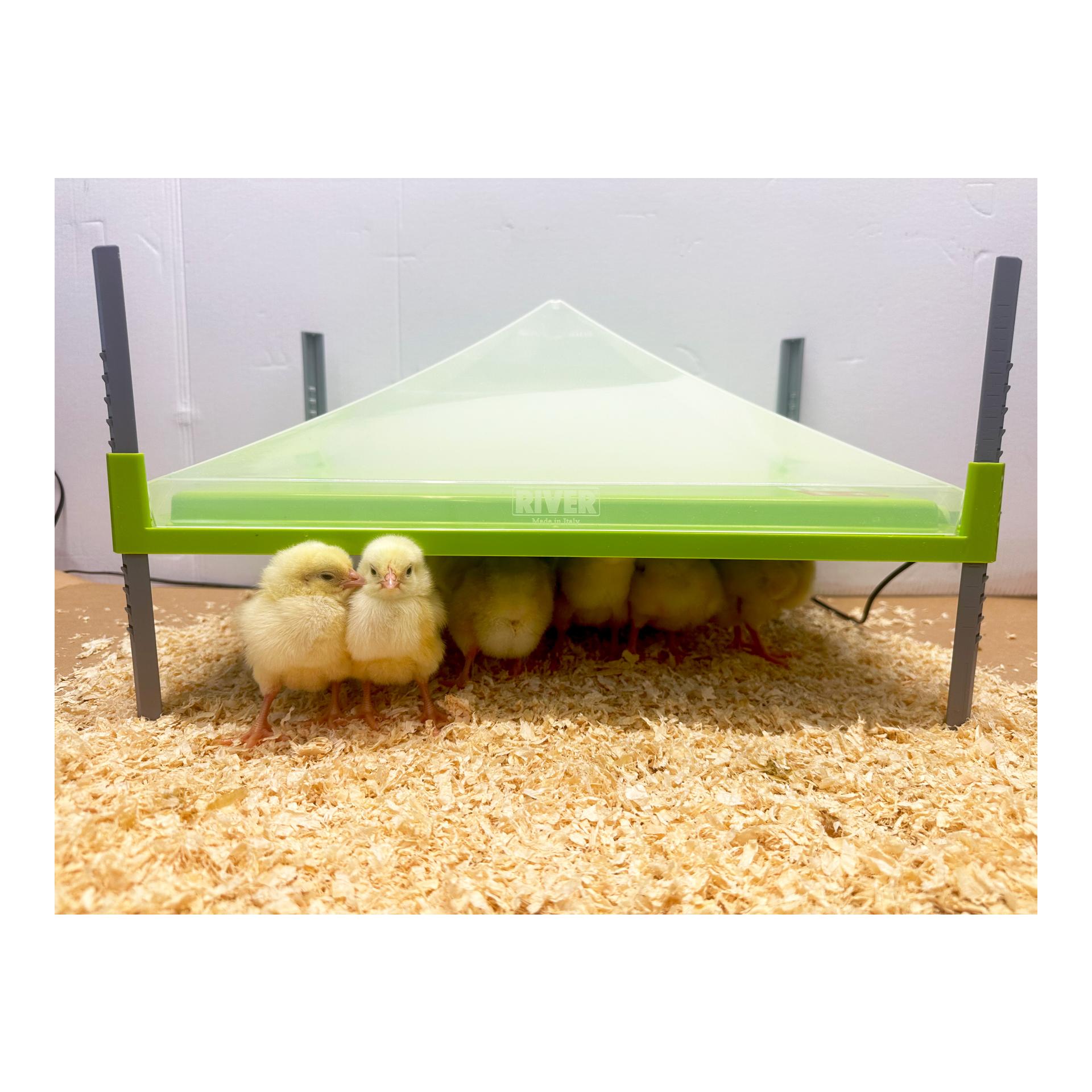 Caleo - Wärmeplatte für Kücken