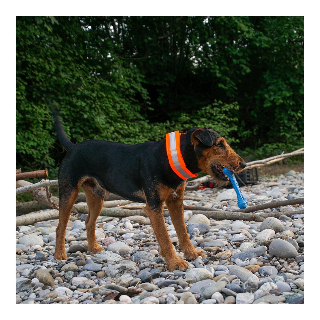 Leuchthalsband Charly