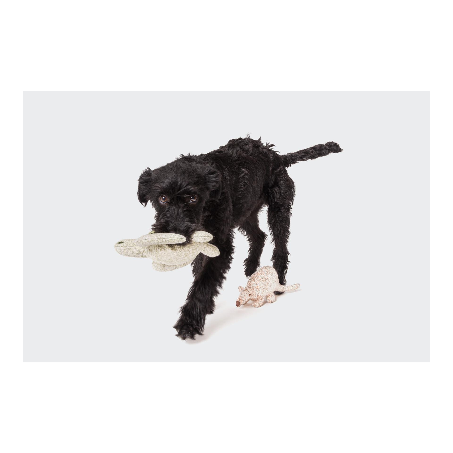 Hundespielzeug Nasenbär Nuno