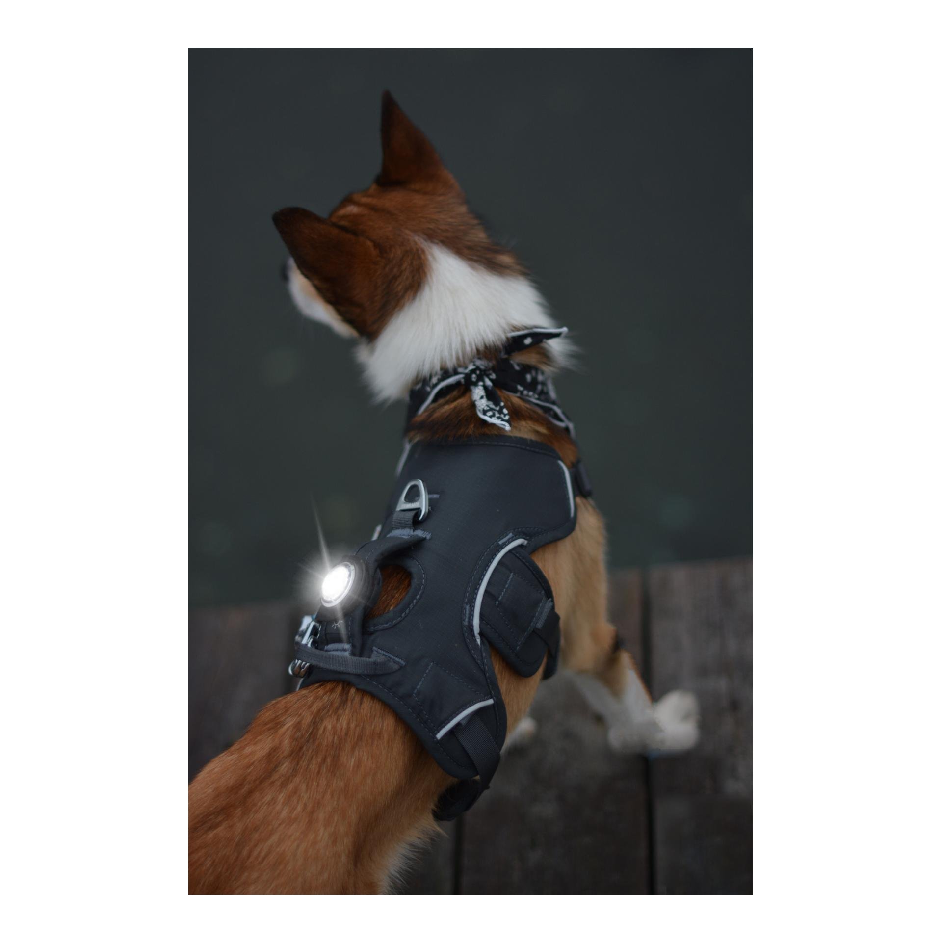 Safety Light Orbiloc Dog Dual - weiss