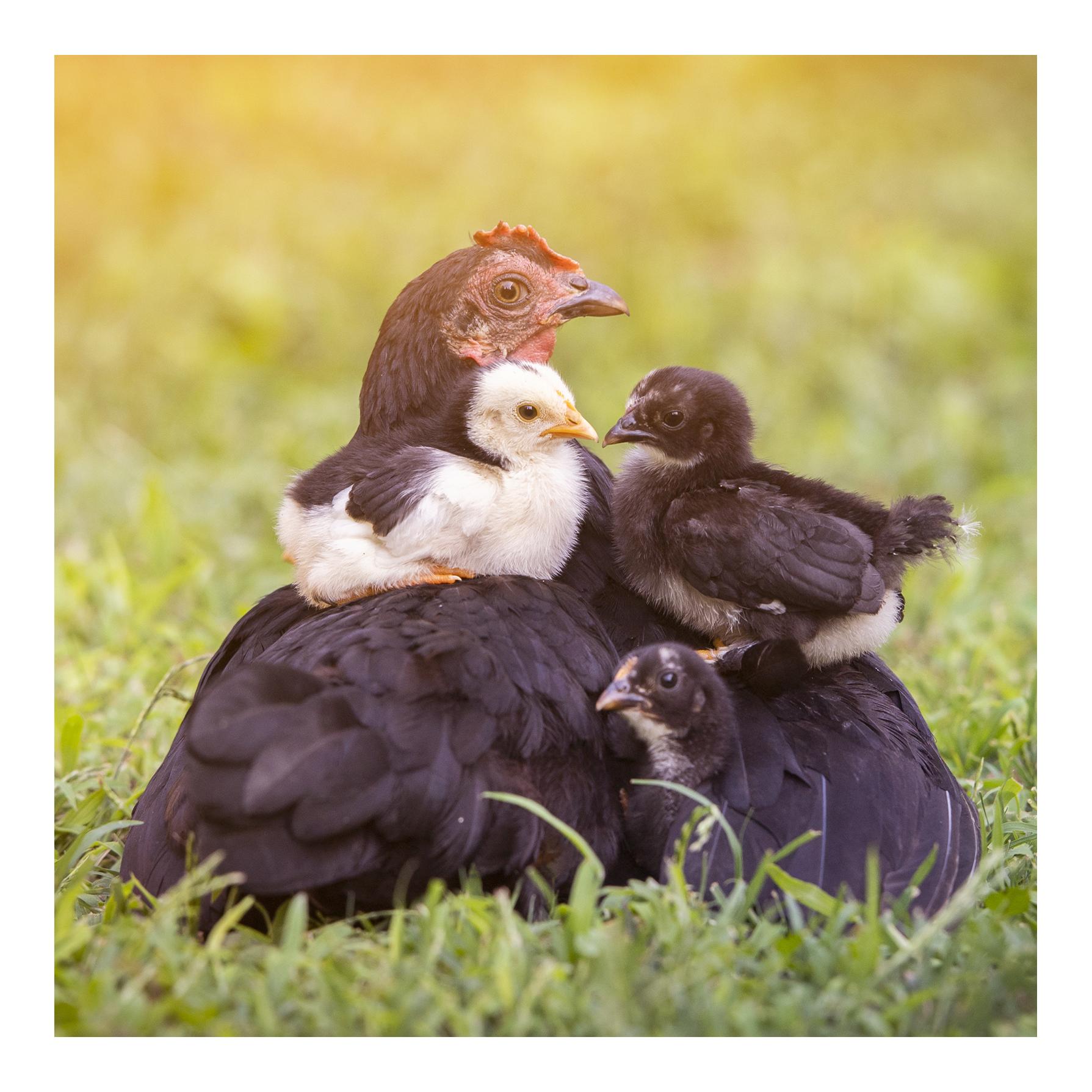 Mélange alimentaire pour poules - Aliment complet équilibré - Mélange pour toute l'année