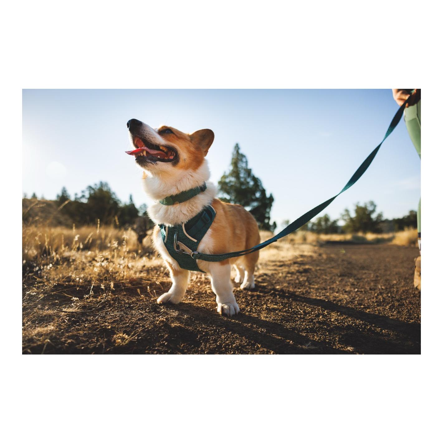 Ruffwear Front Range™ Flex Hundeleine