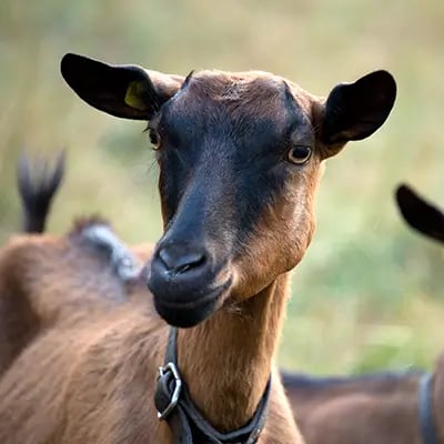 HP-Futter-Kleinwiederkaeuer