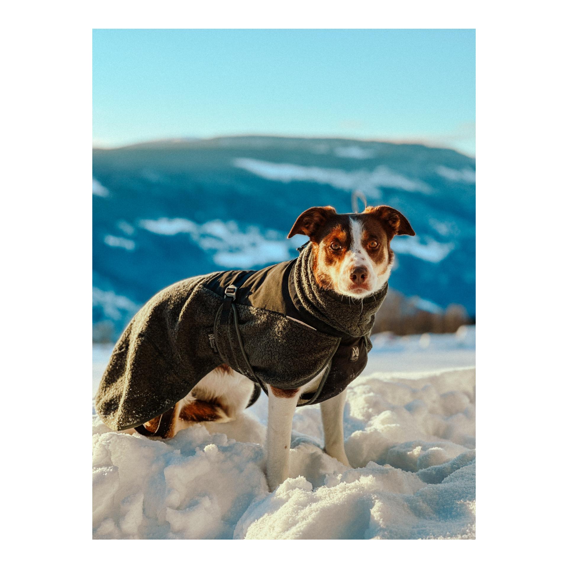 Hundemantel Wool Dog Jacket