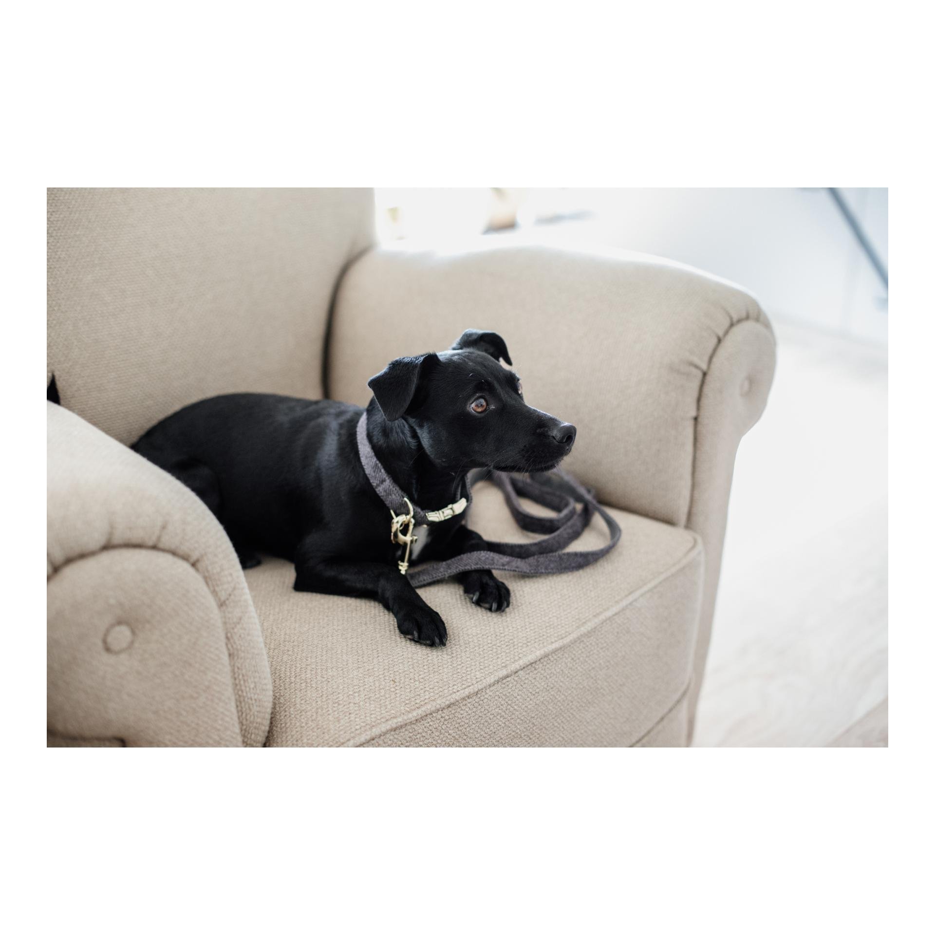 Hundehalsband Wool - grau