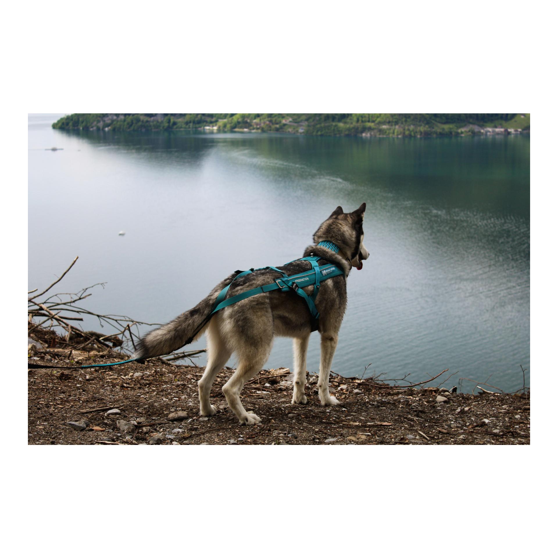 Zuggeschirr Freemotion Harness 5.0