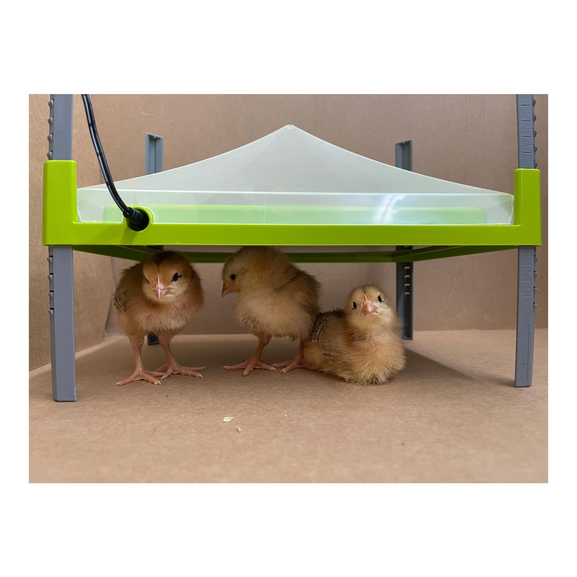 Caleo - Wärmeplatte für Kücken