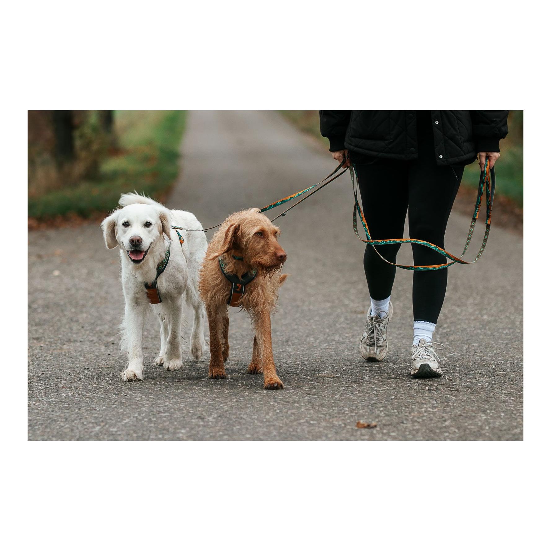 Laisse pour chien Trail Quest Leash Rachel Pohl Edition 