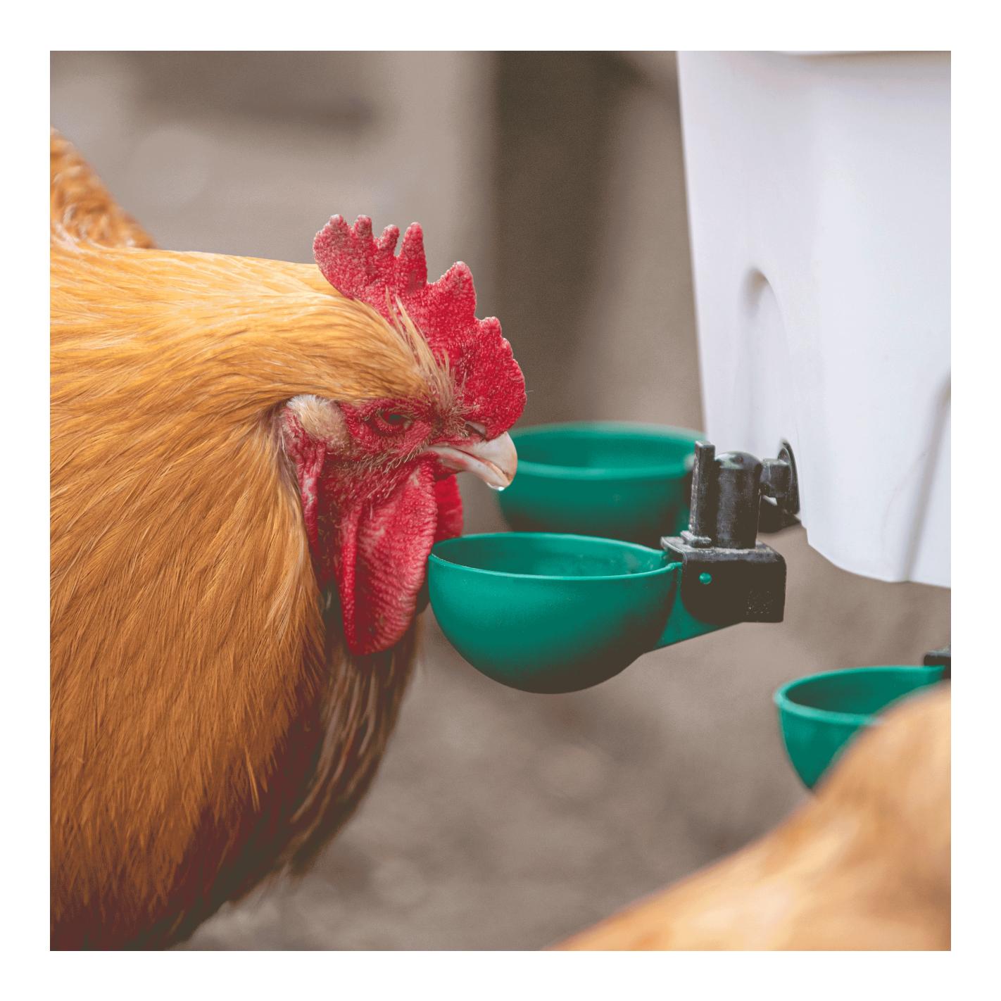 AviAqua Geflügeltränke mit Schwimmerventil