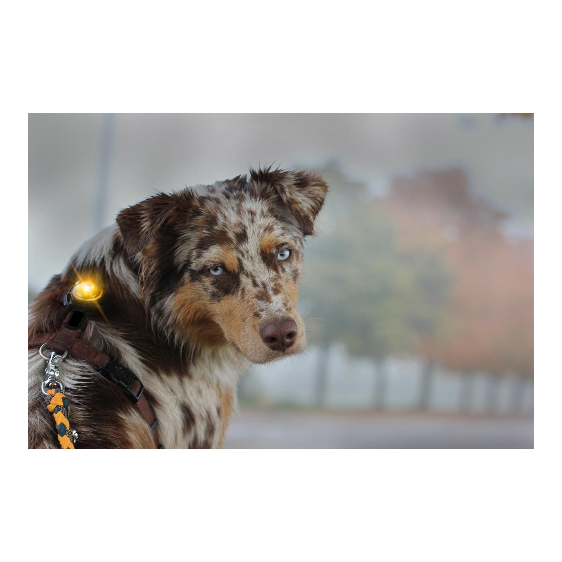 Safety Light Orbiloc Dog Dual - gelb