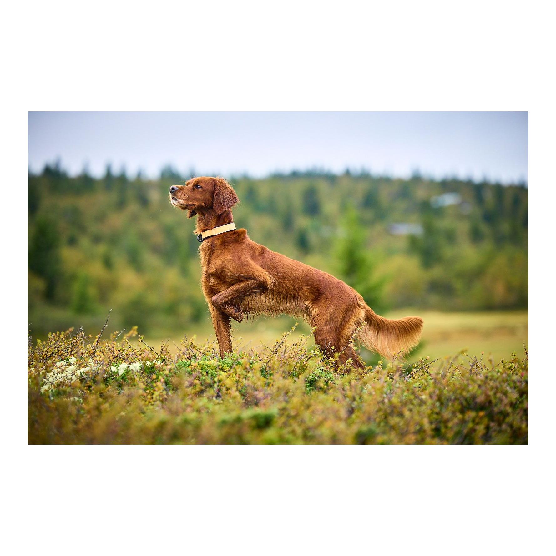 Hundehalsband Protector Collar