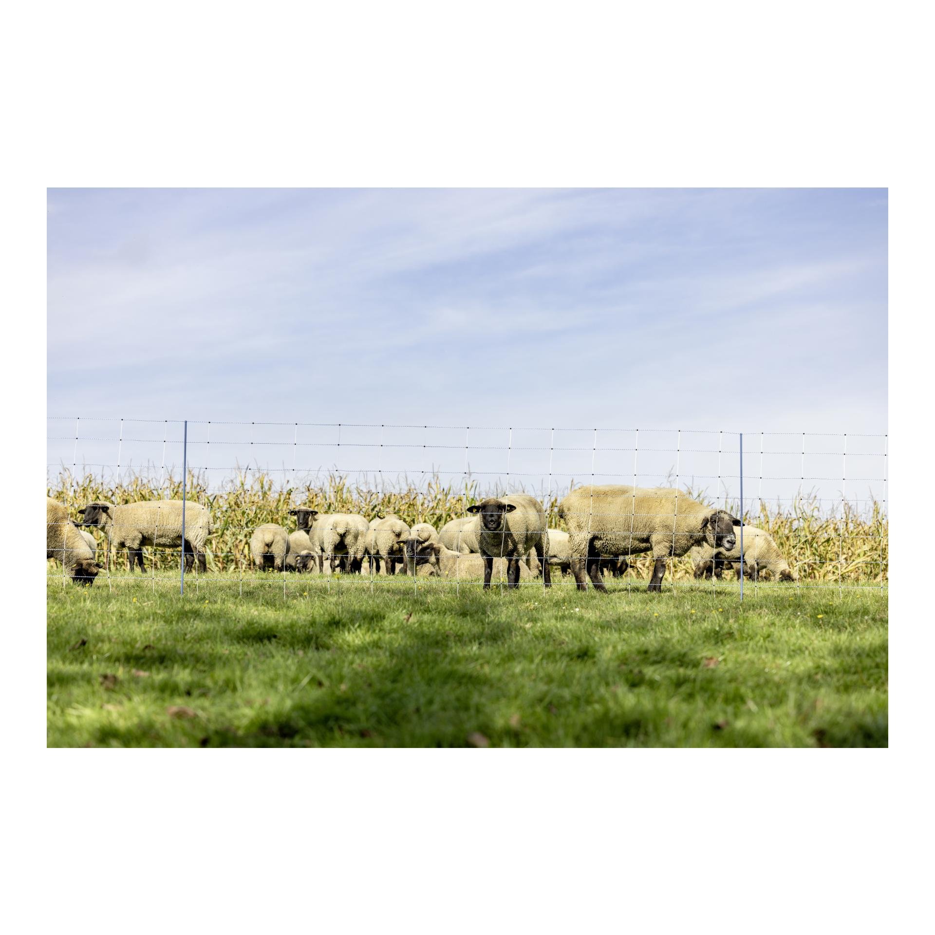 TitanNet Premium geflochten - 122 cm x 50 m