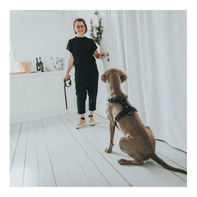 Harnais Aalborg - cuir/noir