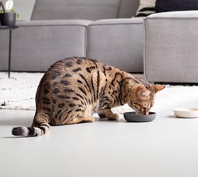 hauptner-katzen-fuetterung