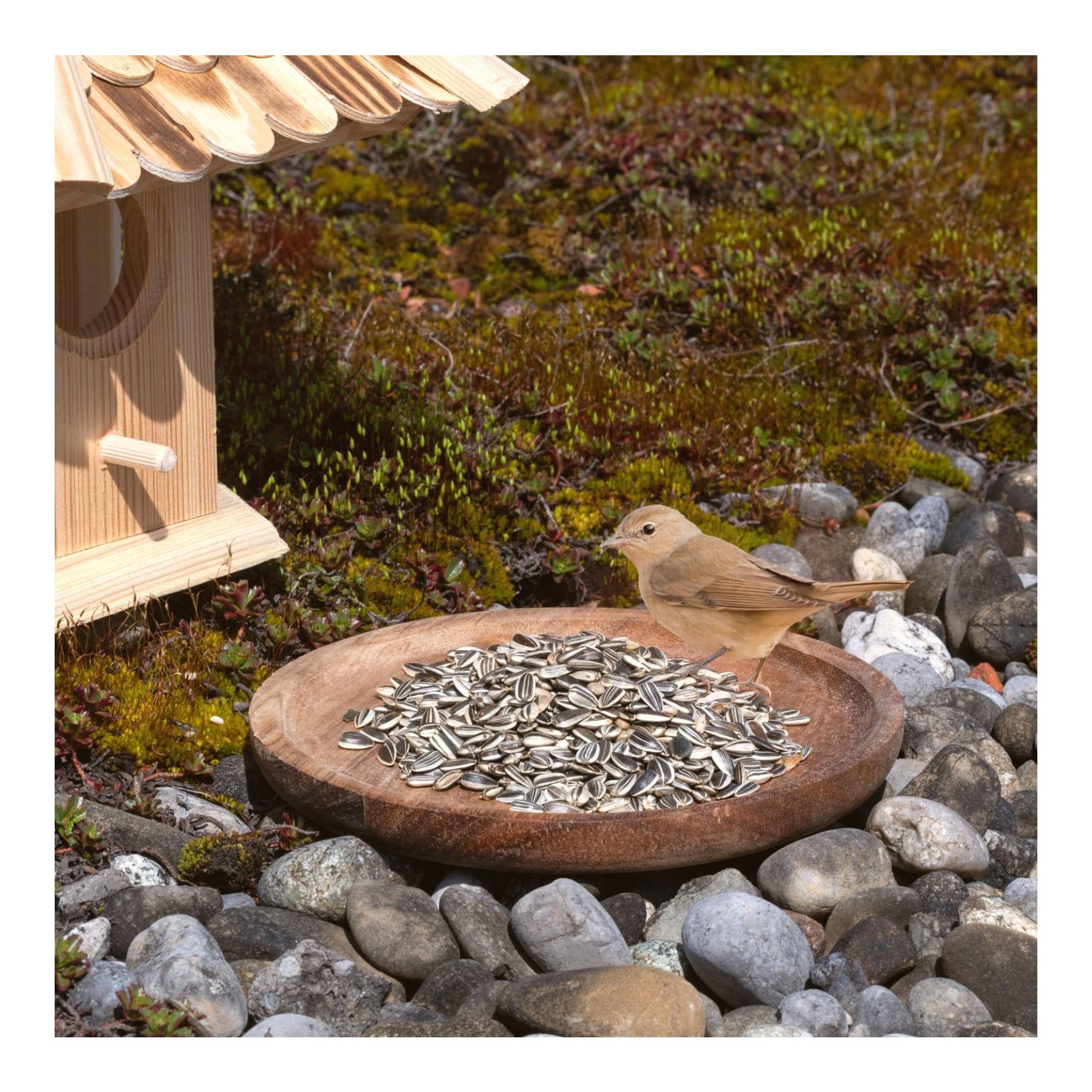 Sonnenblumenkerne gestreift