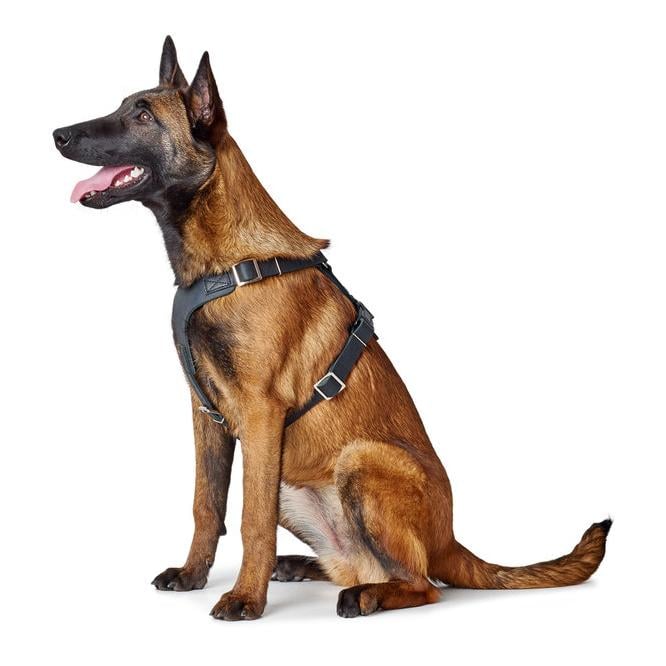 Harnais Aalborg - cuir/noir