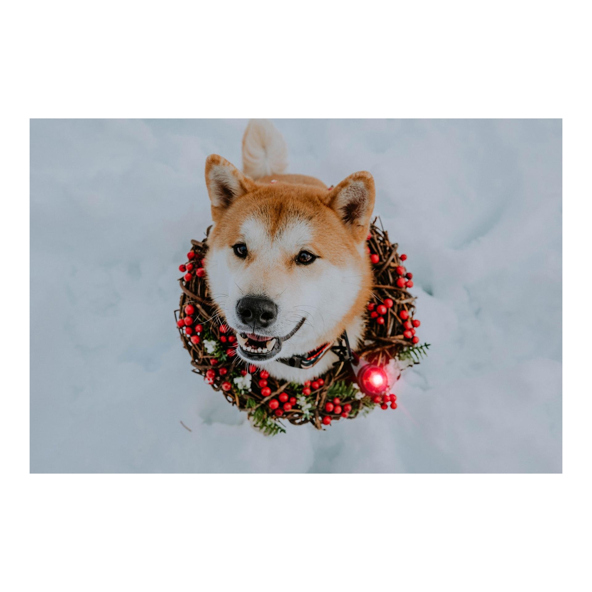 Safety Light Orbiloc Dog Dual - rot