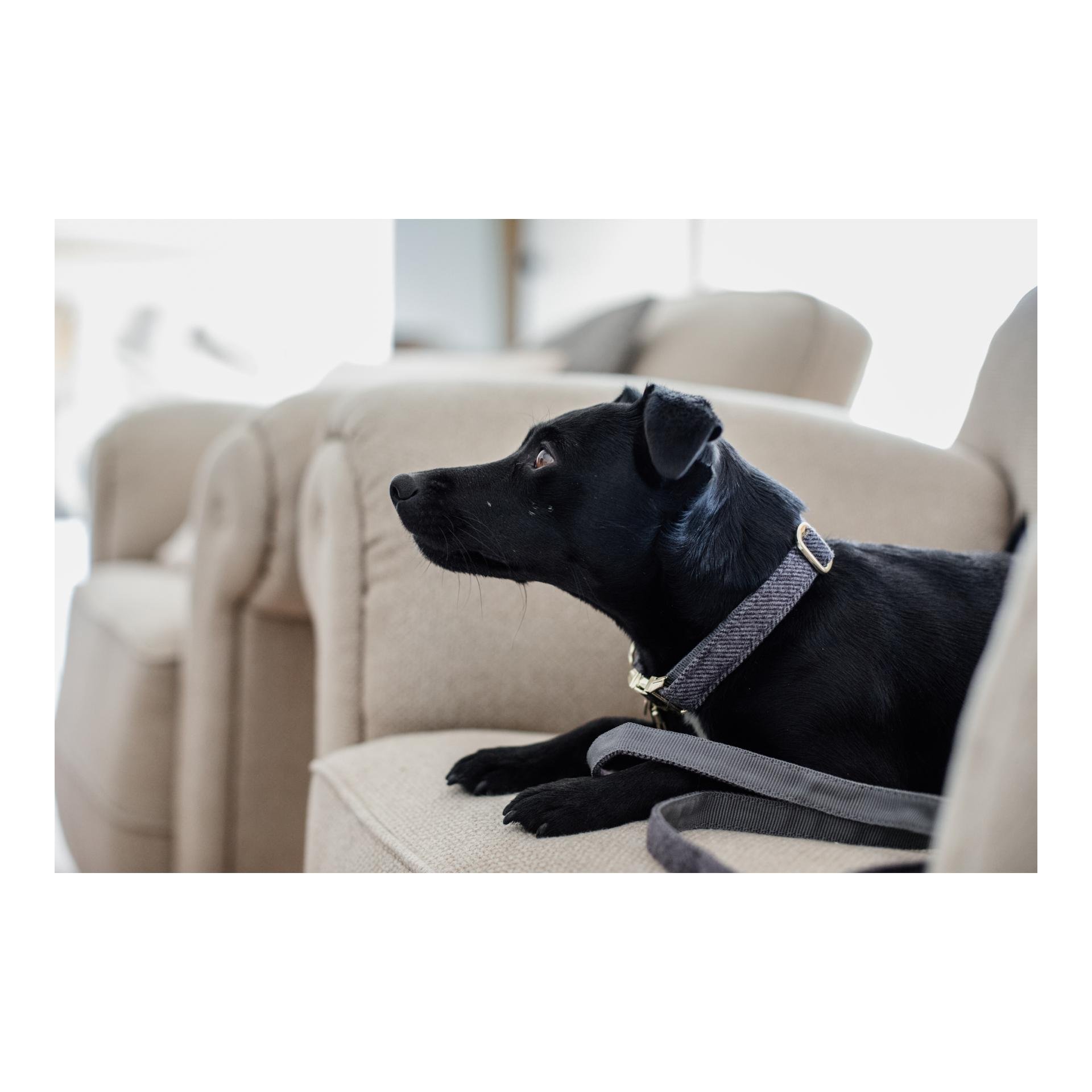 Hundehalsband Wool - grau