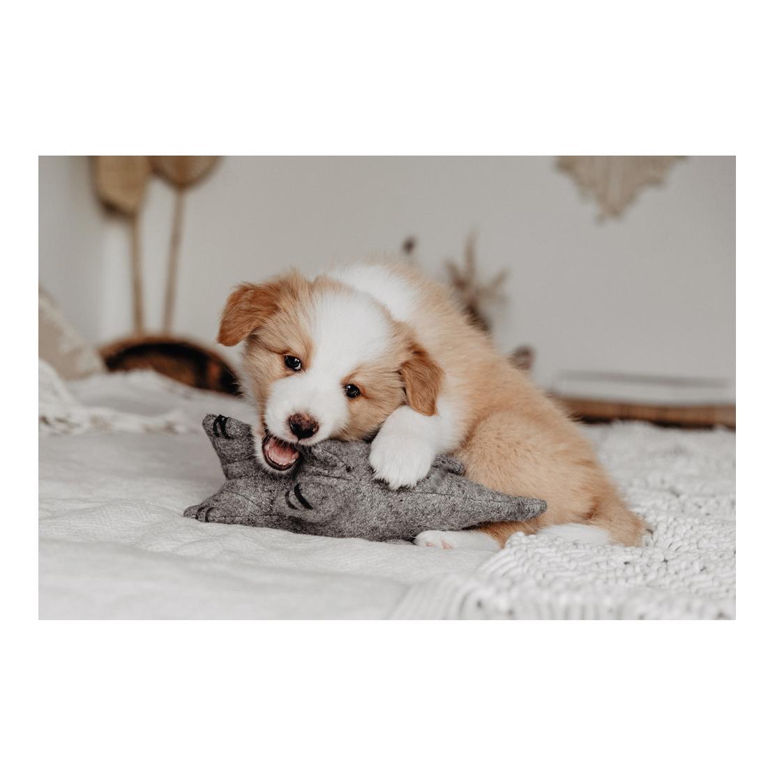 Jouet pour chien Eiby éléphant - gris