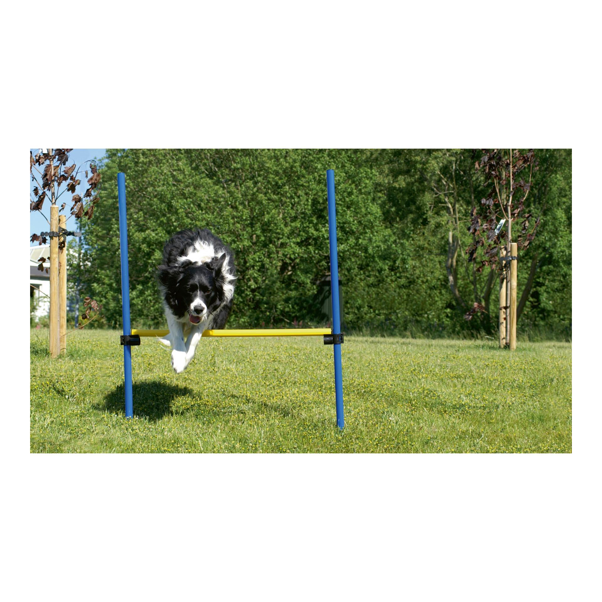 Haie d'agility pour chiens - hauteur réglable