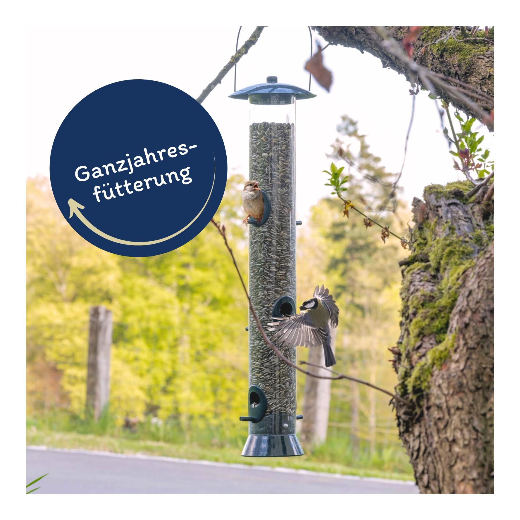 Sonnenblumenkerne gestreift