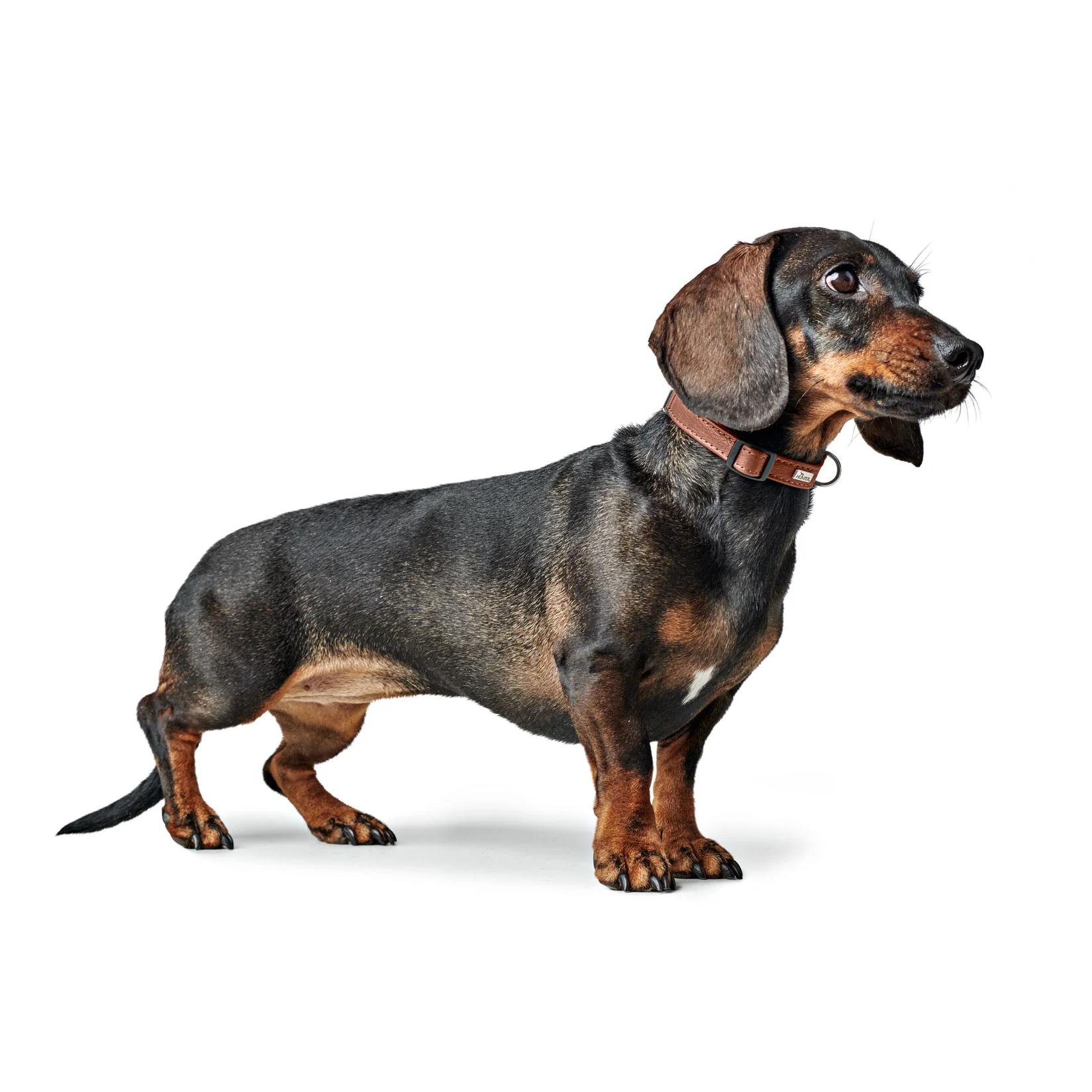 Halsband Click Canadian Up