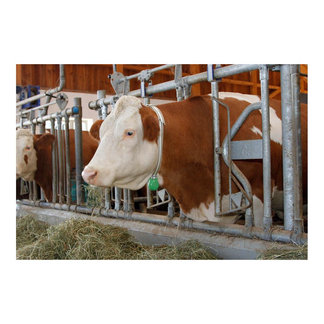 Poids pour collier de marquage 