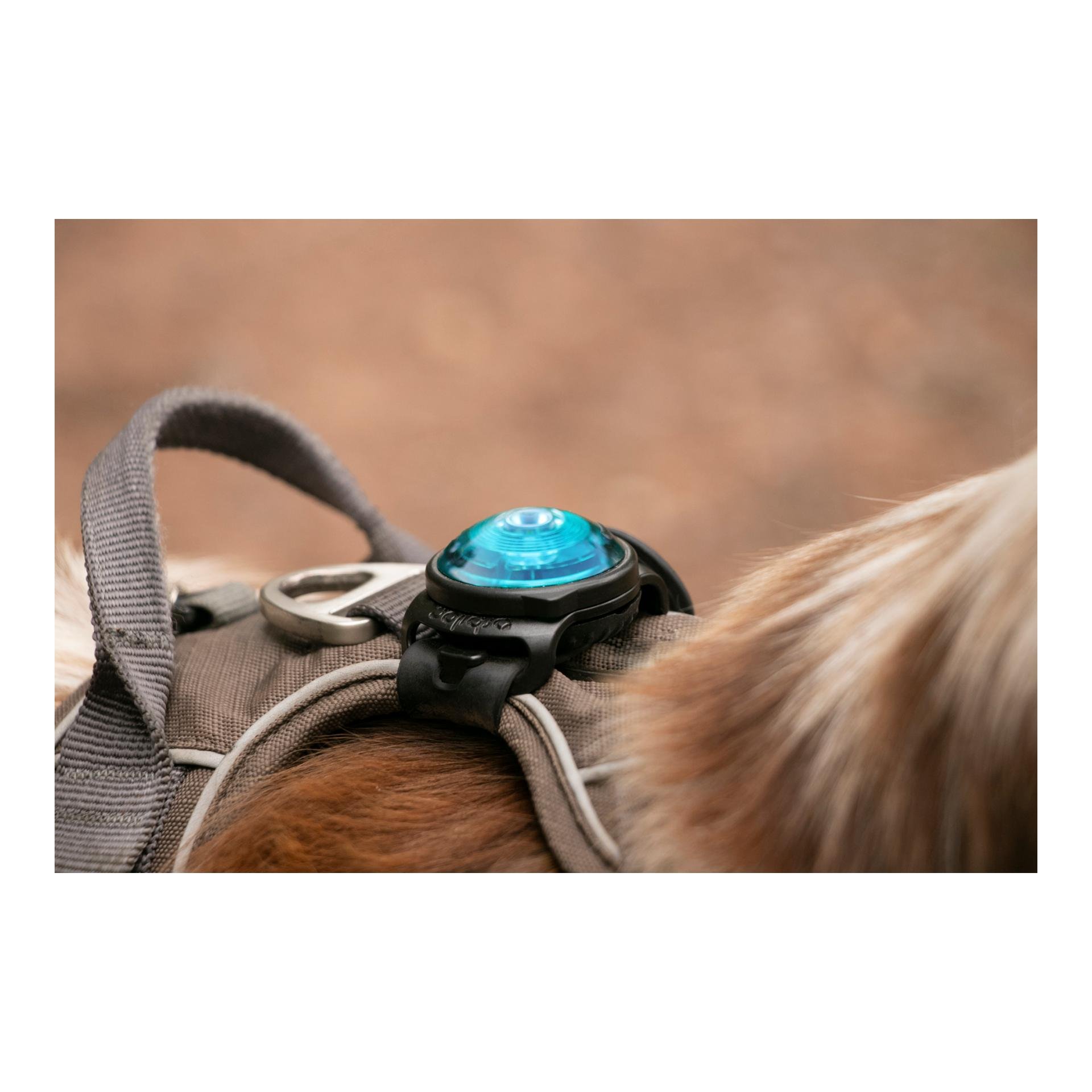 Safety Light Orbiloc Dog Dual - türkis