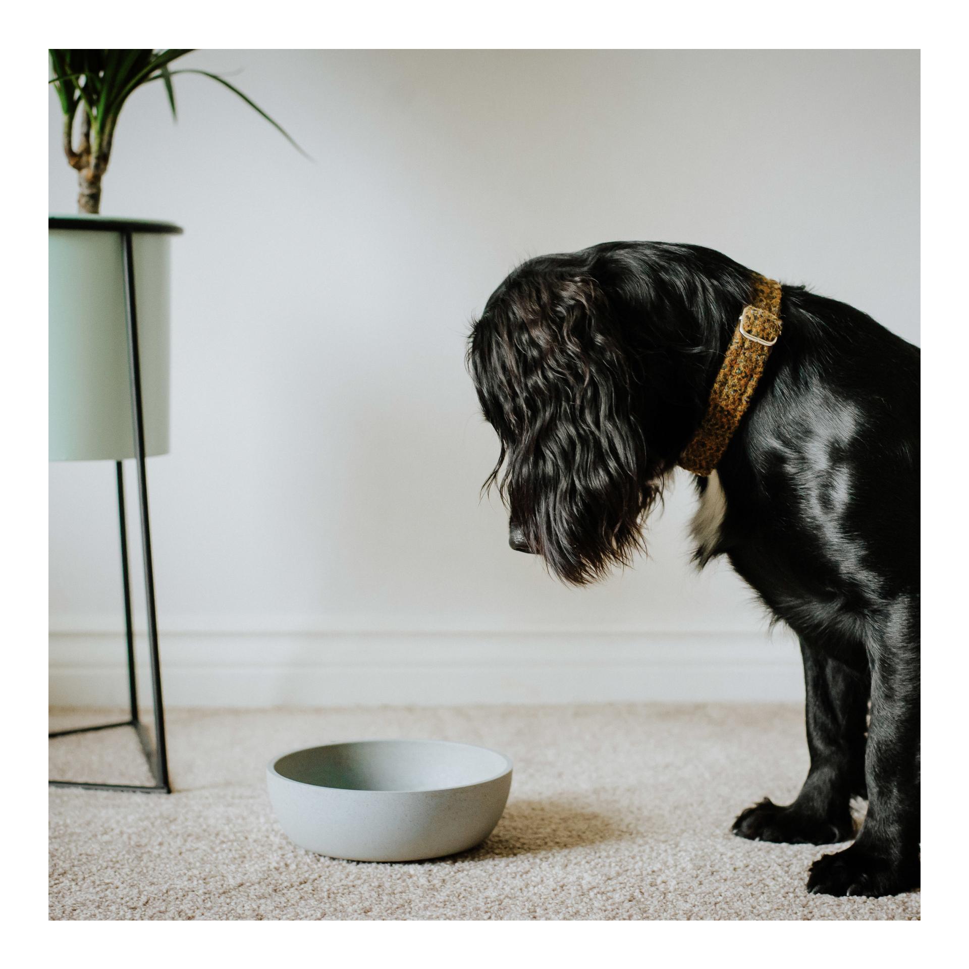 Hundenapf Bamboo Dog Bowl - merengue 